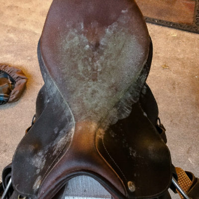 English jumping saddle with a moldy seat