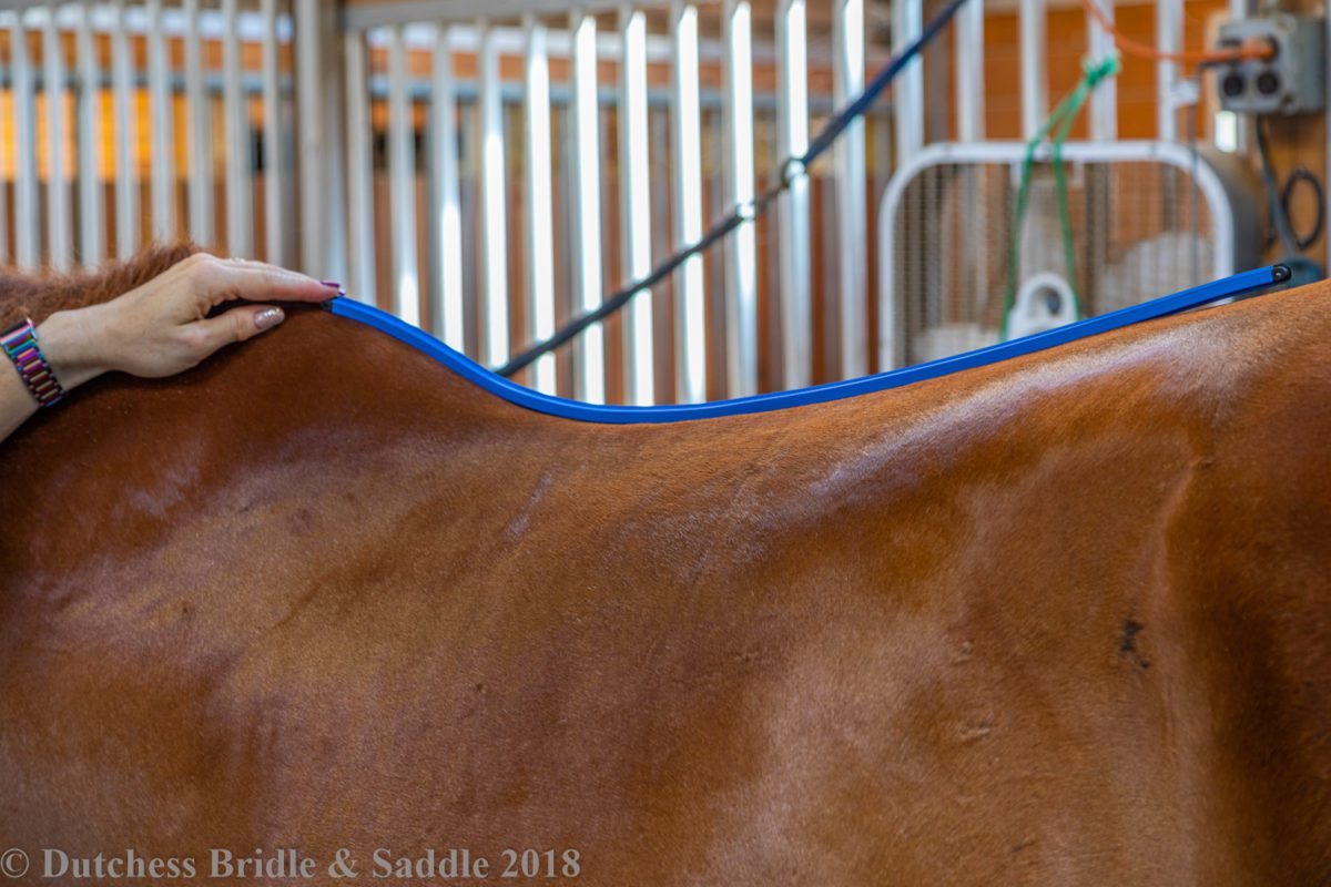 Using a flexible curve to trace the topline shape from withers to last rib