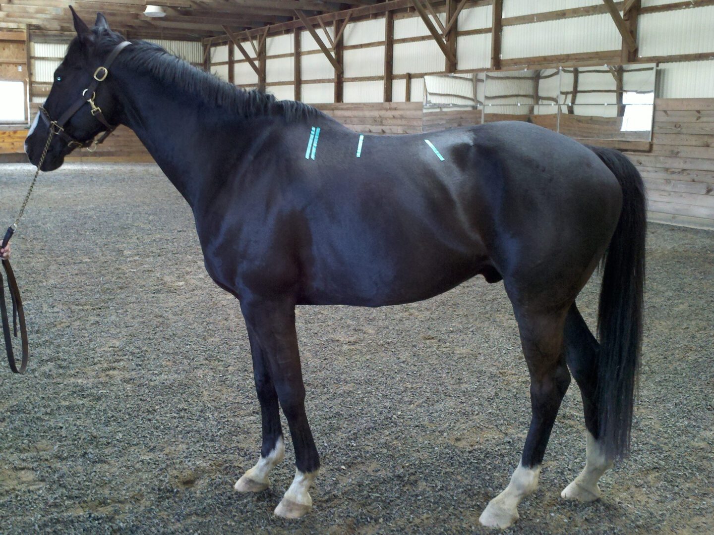 Left side profile of a black horse with wither tracing area markings