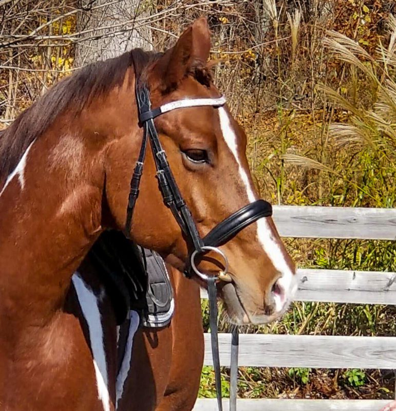 Equestrian gift ideas 2019: Collegiate bridles add the finishing touch to your ultra-sharp show turnout