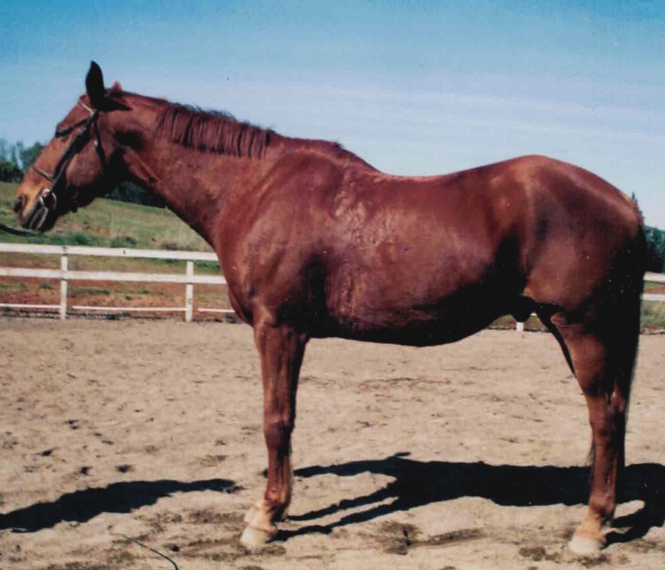 horse side profile